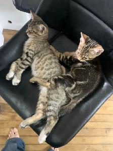 BeBe Bengal/tabby - Photo 5