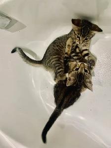 BeBe Bengal/tabby - Photo 6