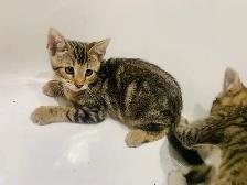 BeBe Bengal/tabby - Photo 7