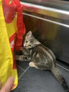 BeBe Bengal/tabby - Photo 8