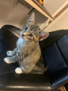 BeBe Bengal/tabby - Photo 9