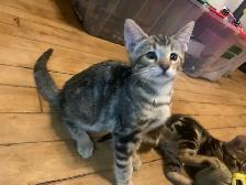 BeBe Bengal/tabby - Photo 10