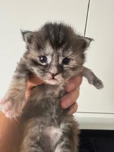 Purebred Maine Coon Kittens – Now Open for Reservation! - Photo 2