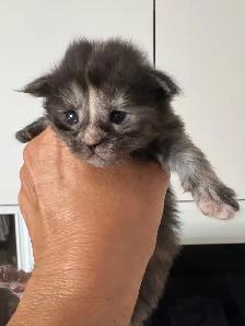 Purebred Maine Coon Kittens – Now Open for Reservation! - Photo 3