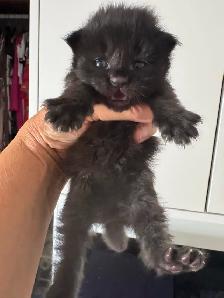 Purebred Maine Coon Kittens – Now Open for Reservation! - Photo 4