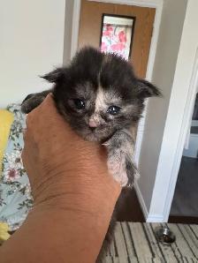 Purebred Maine Coon Kittens – Now Open for Reservation! - Photo 5