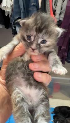 Purebred Maine Coon Kittens – Now Open for Reservation! - Photo 8