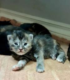 Purebred Maine Coon Kittens – Now Open for Reservation! - Photo 10