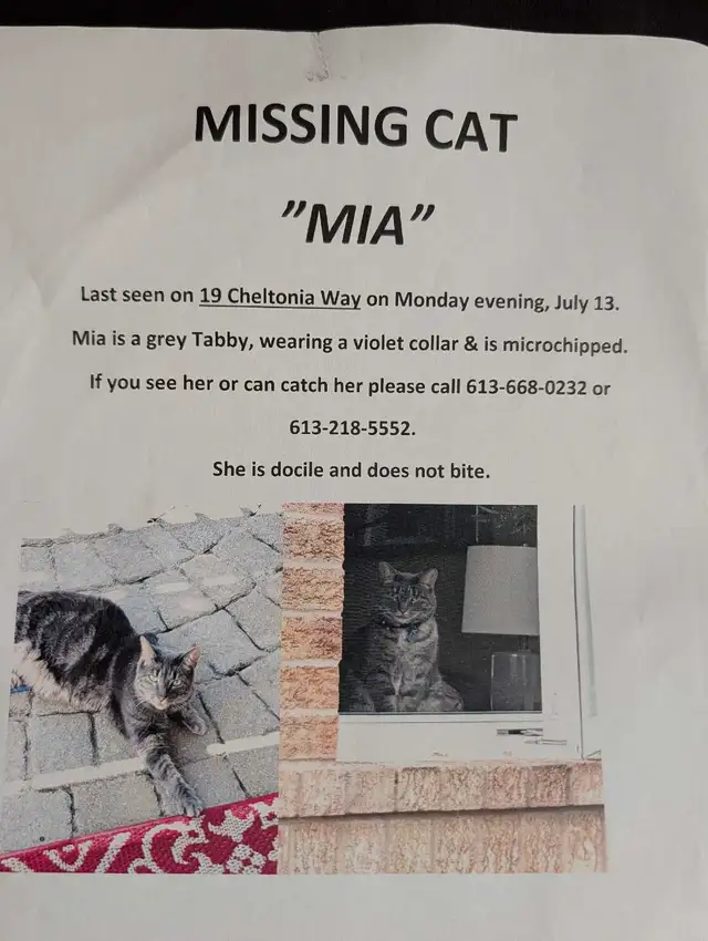 MISSING CAT