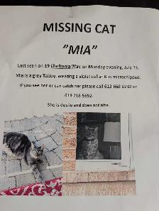 MISSING CAT
