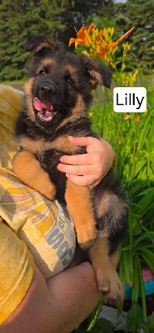 Long Haired German Shepherd Puppies - FREE DELIVERY July30-Aug 2