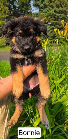 Long Haired German Shepherd Puppies - FREE DELIVERY July30-Aug 2 - Photo 2