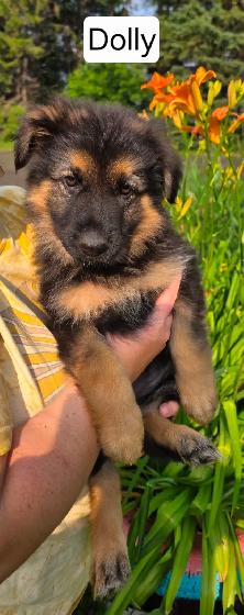 Long Haired German Shepherd Puppies - FREE DELIVERY July30-Aug 2 - Photo 3