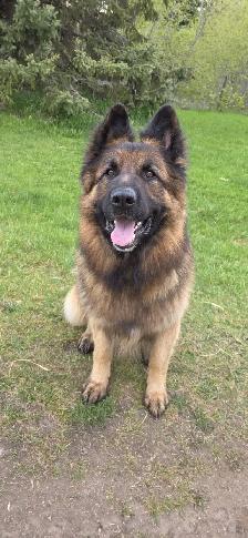 Long Haired German Shepherd Puppies - FREE DELIVERY July30-Aug 2 - Photo 5