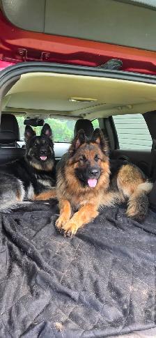 Long Haired German Shepherd Puppies - FREE DELIVERY July30-Aug 2 - Photo 9
