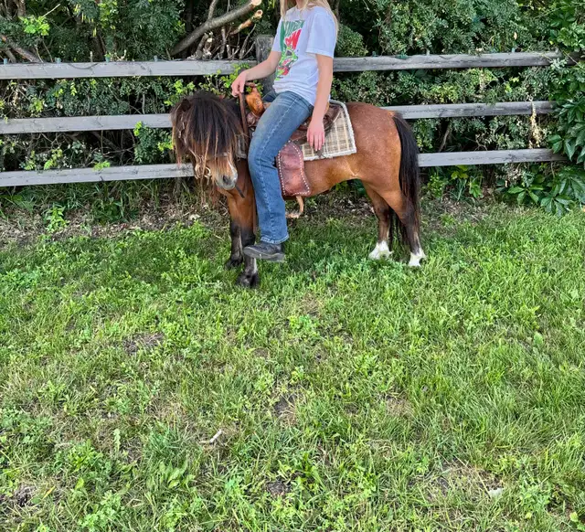 9 year old well started pony