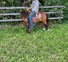 9 year old well started pony