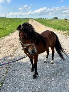 9 year old well started pony - Photo 2