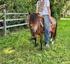 9 year old well started pony - Photo 3