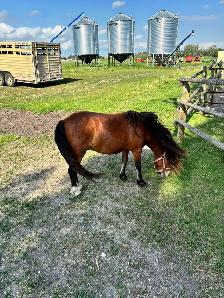 9 year old well started pony - Photo 4