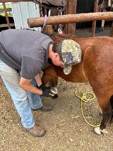 9 year old well started pony - Photo 5