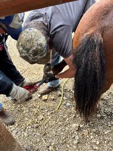 9 year old well started pony - Photo 6