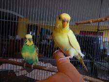 1 YEAR OLD  FEMALE BUDGIE  FOR  SALE - Photo 5