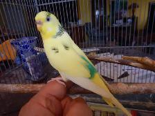 1 YEAR OLD  FEMALE BUDGIE  FOR  SALE - Photo 6