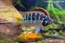 For Sale variety of cichlids