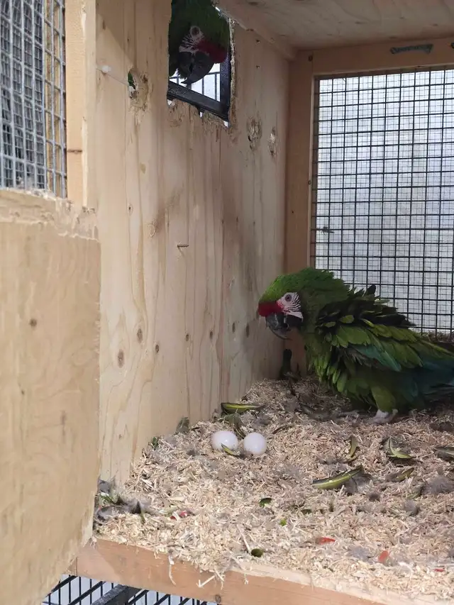 Breeders and Handfed babies available