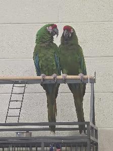 Breeders and Handfed babies available - Photo 2