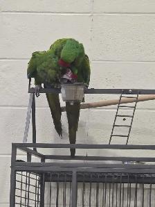 Breeders and Handfed babies available - Photo 3