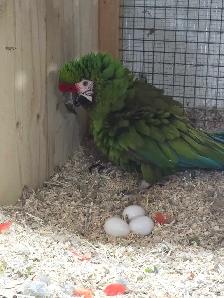 Breeders and Handfed babies available - Photo 4
