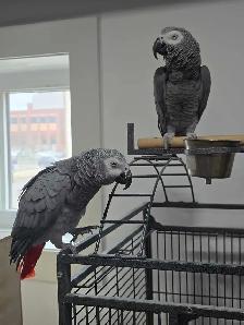 Breeders and Handfed babies available - Photo 5