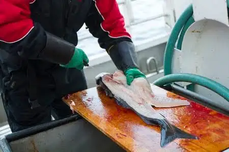 Fish cutter - Morning start at 4 am