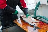 Fish cutter - Morning start at 4 am