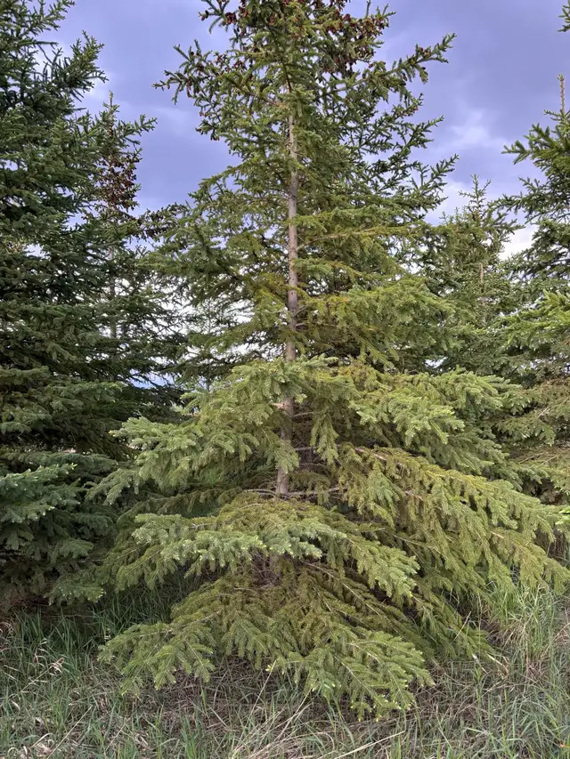 Spruce Trees