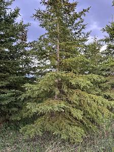 Spruce Trees