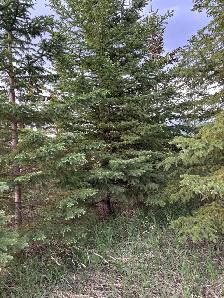 Spruce Trees - Photo 2