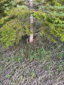 Spruce Trees - Photo 3