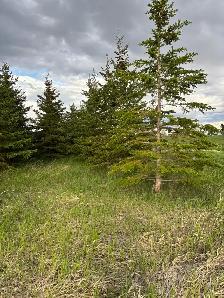 Spruce Trees - Photo 4