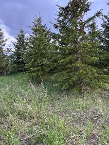 Spruce Trees - Photo 5