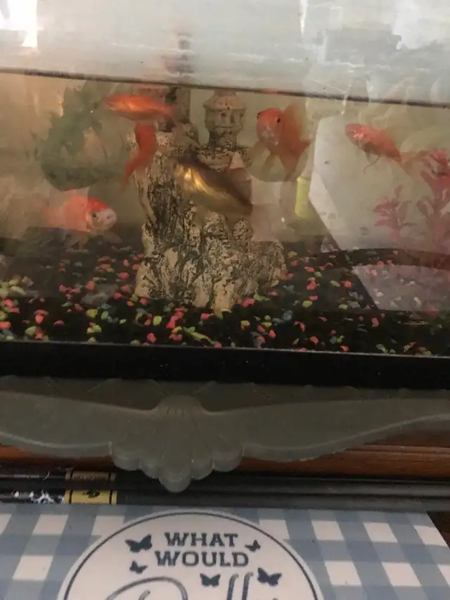 goldfish