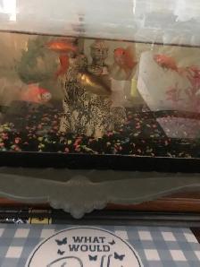 goldfish