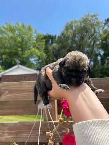 Saint Bernewfie Puppies for Sale