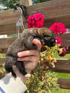 Saint Bernewfie Puppies for Sale - Photo 2