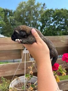 Saint Bernewfie Puppies for Sale - Photo 3
