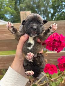Saint Bernewfie Puppies for Sale - Photo 4