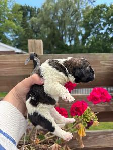 Saint Bernewfie Puppies for Sale - Photo 5
