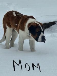 Saint Bernewfie Puppies for Sale - Photo 6